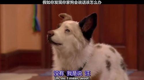 假如狗会说话娱乐吃瓜酱,娱乐吃瓜酱带你领略狗狗界的趣味日常